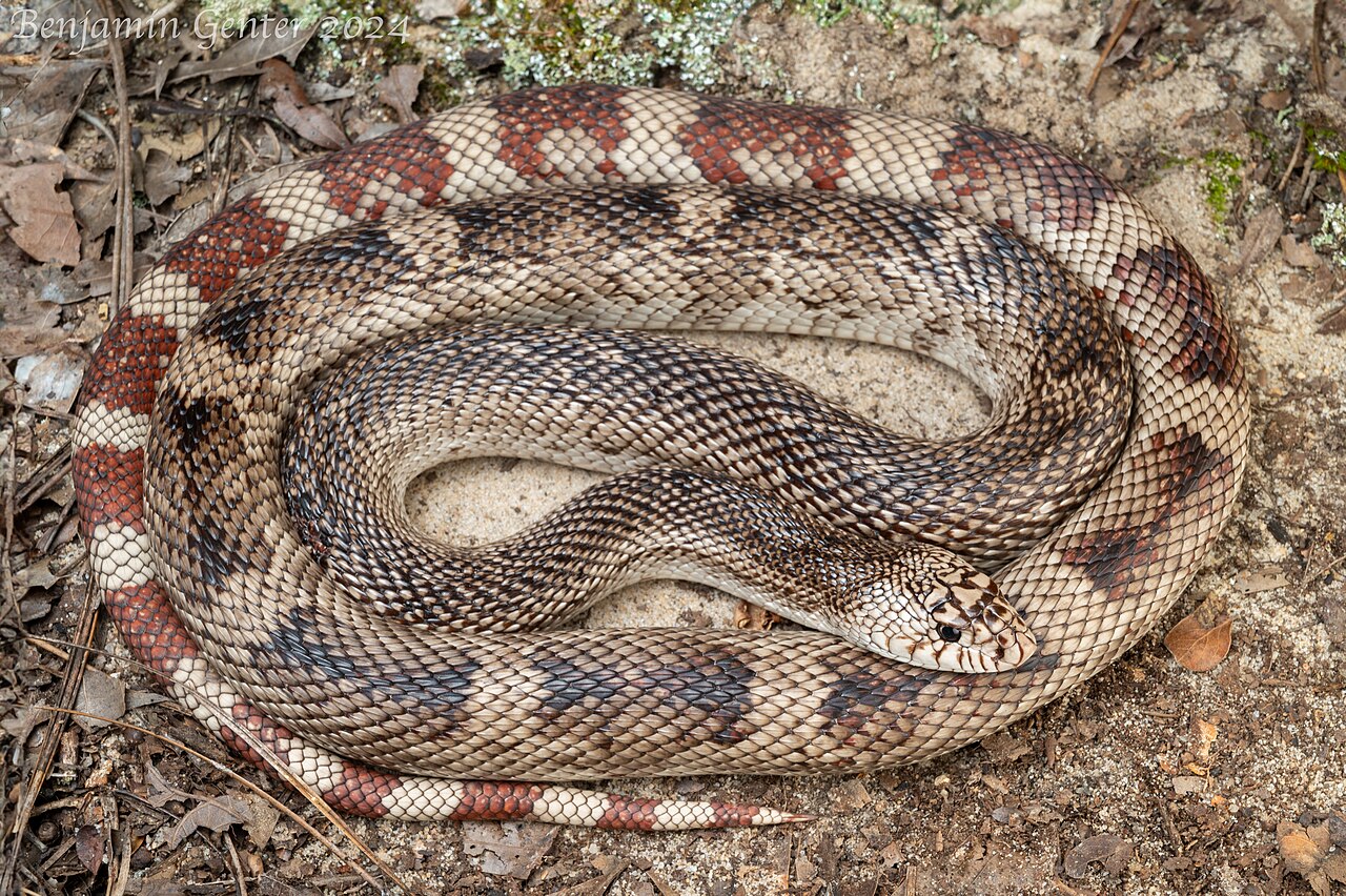 Pituophis melanoleucus reference