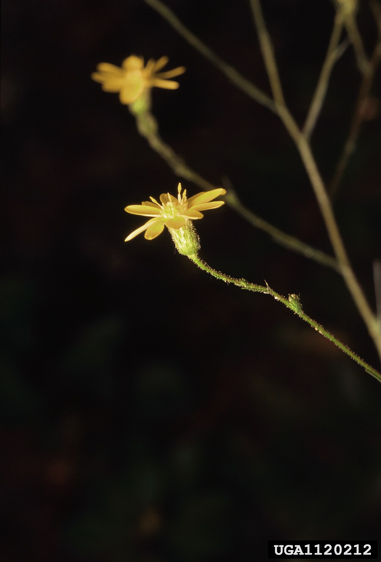 Pityopsis graminifolia reference