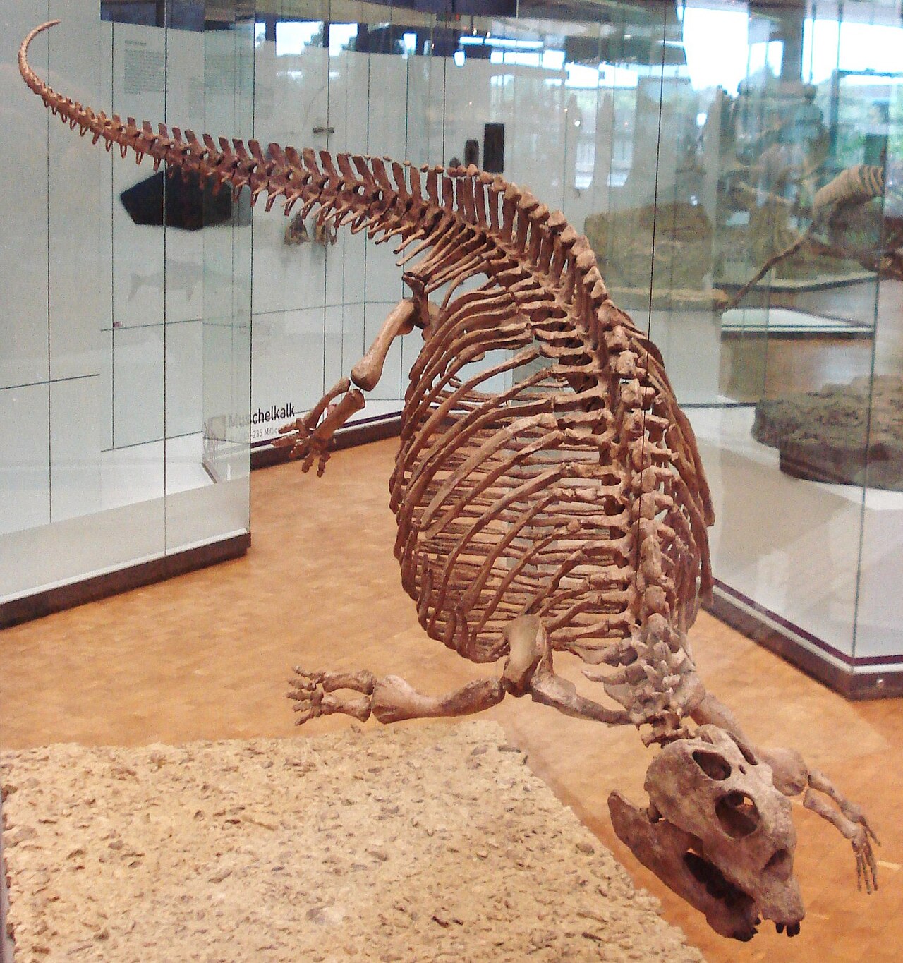 Placodus gigas reference