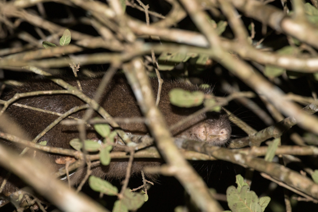 Hispaniolan Hutia reference
