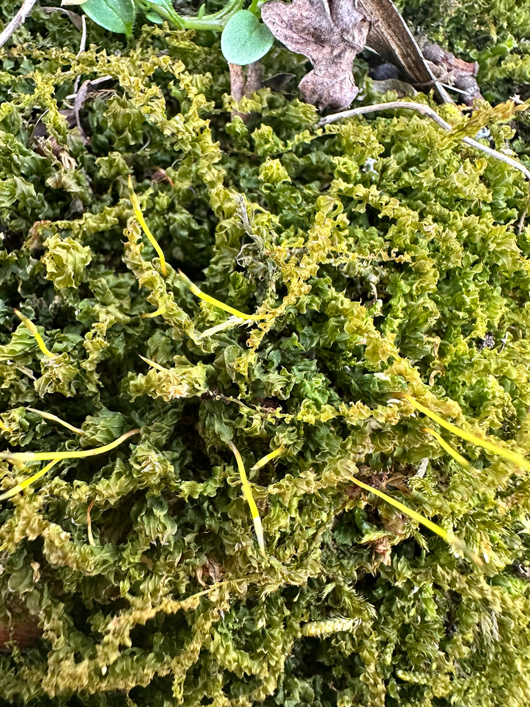 Woodsy Thyme-moss reference