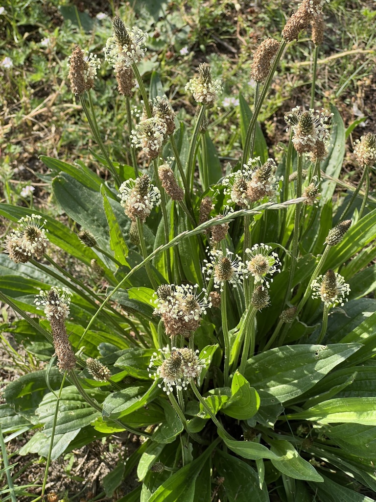 ribwort plantain reference