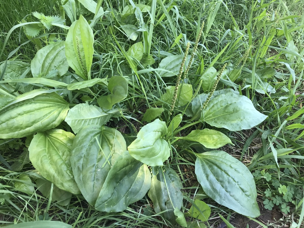Greater Plantain reference