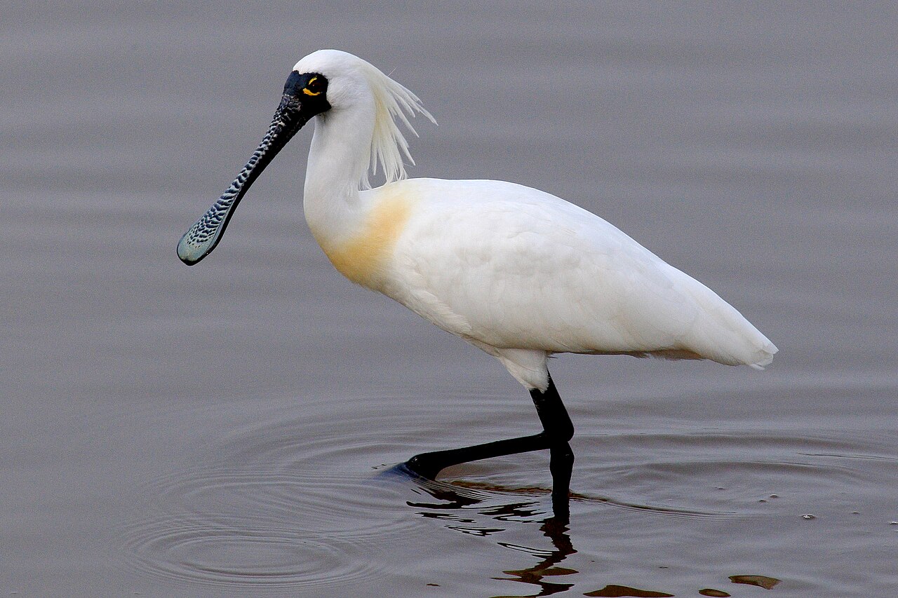 Black-faced Spoonbill reference