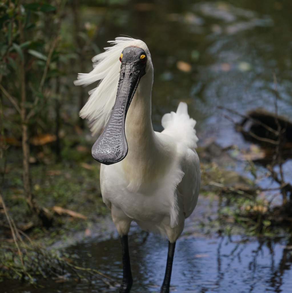 Royal Spoonbill reference