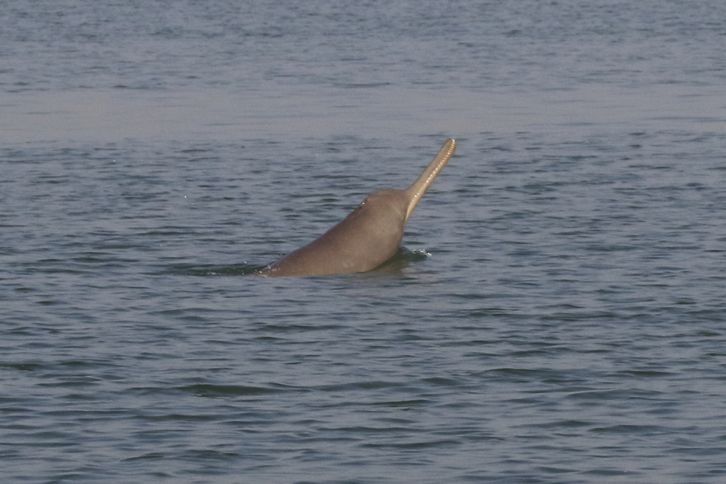 Ganges River Dolphin reference
