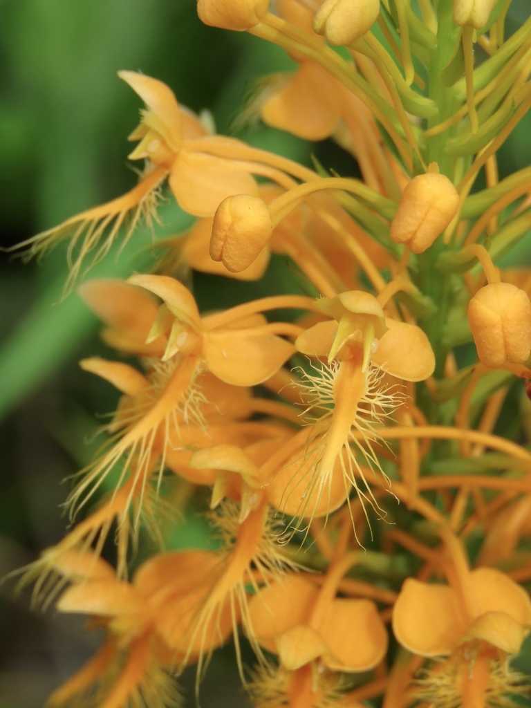 orange-fringed orchid reference