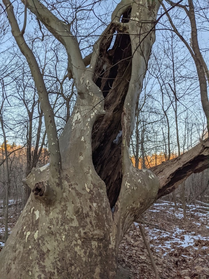 Platanus hispanica reference