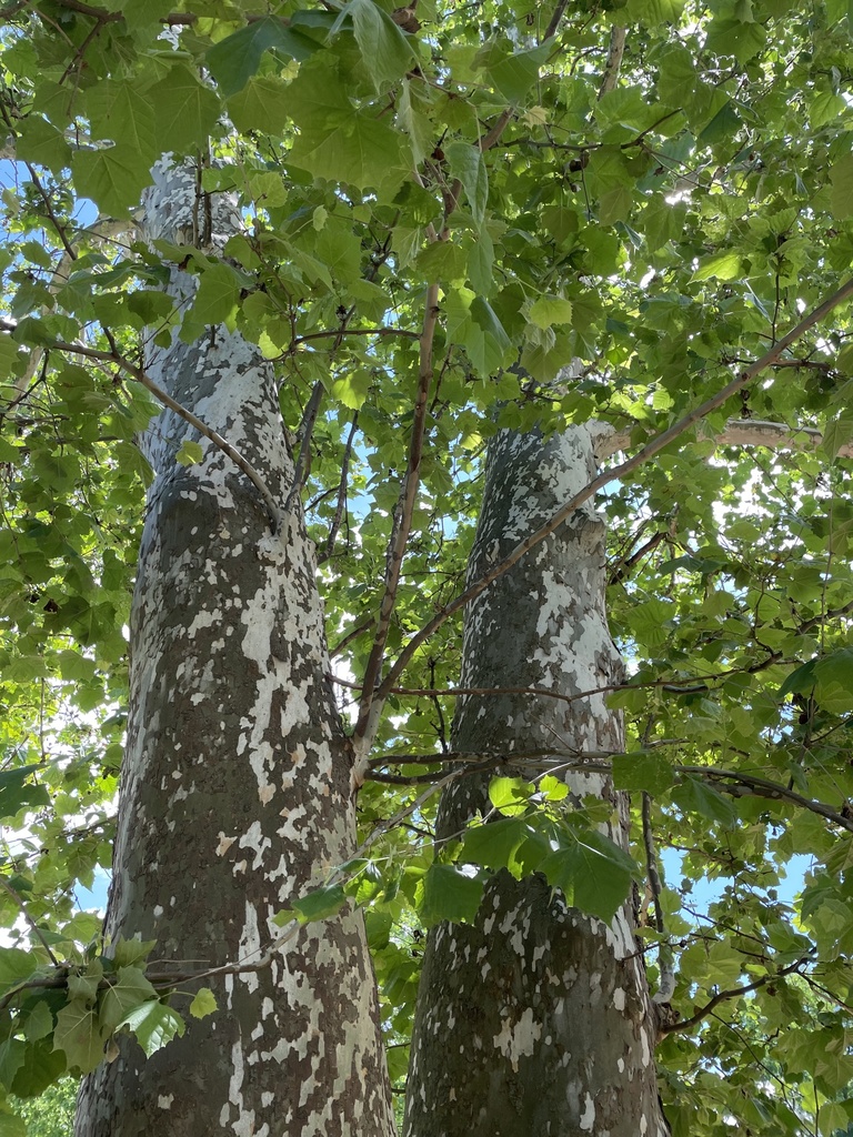 American sycamore reference