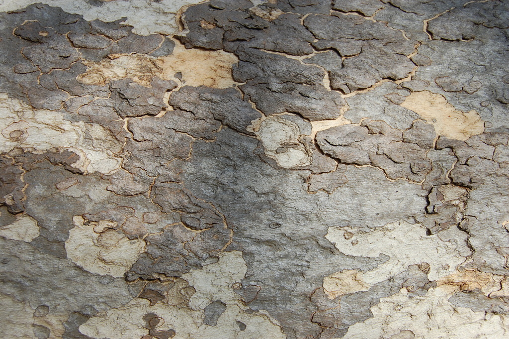 Western Sycamore reference