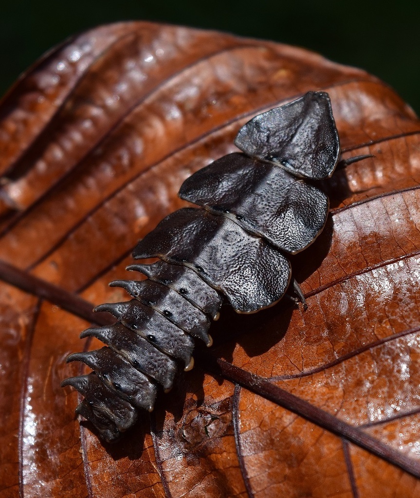 Trilobite Beetle reference