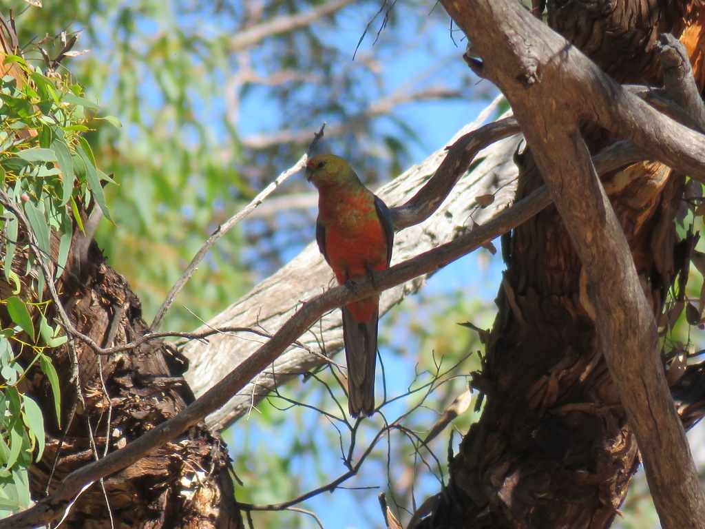 Western Rosella reference