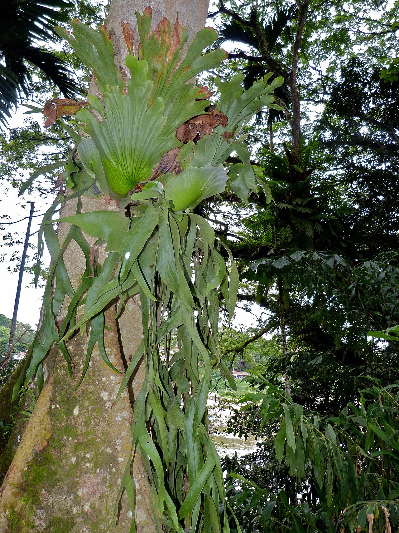 Platycerium coronarium reference