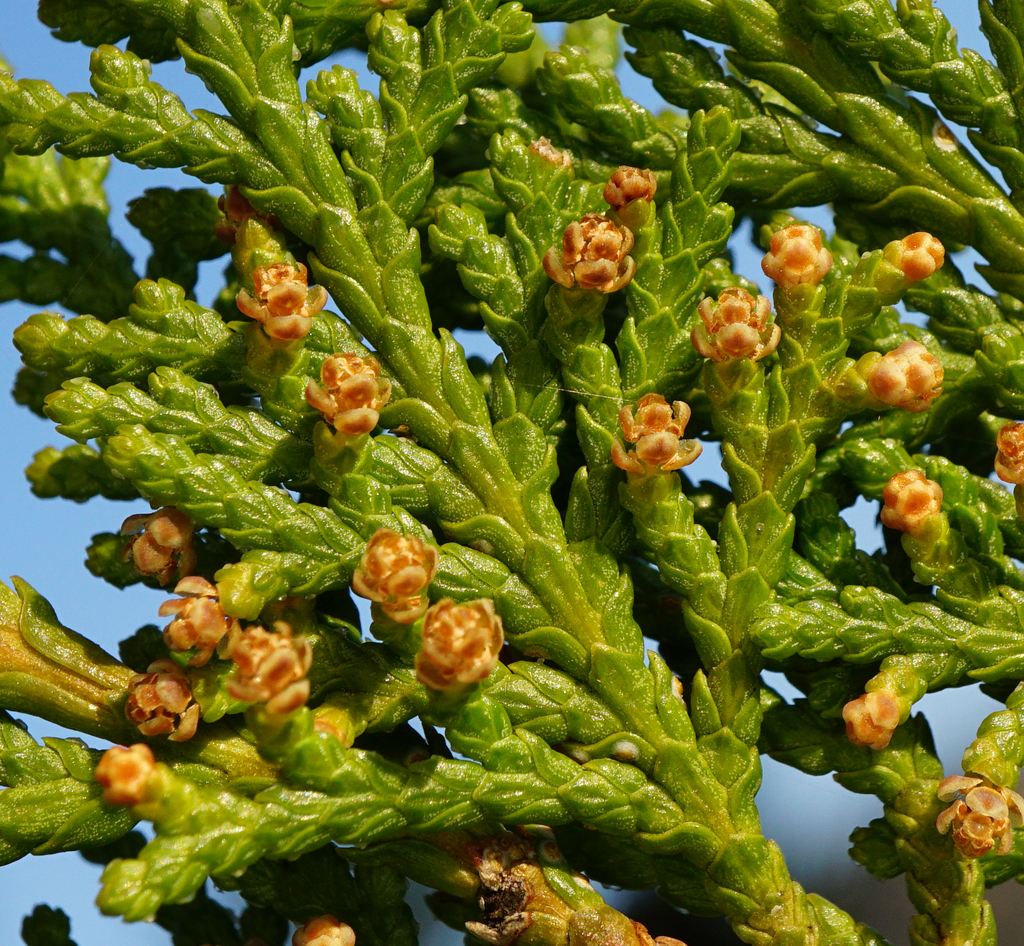 Chinese arborvitae reference