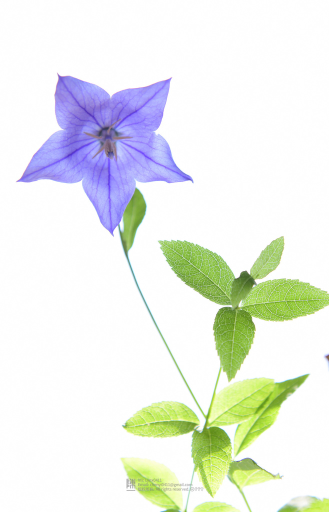 Platycodon grandiflorus reference