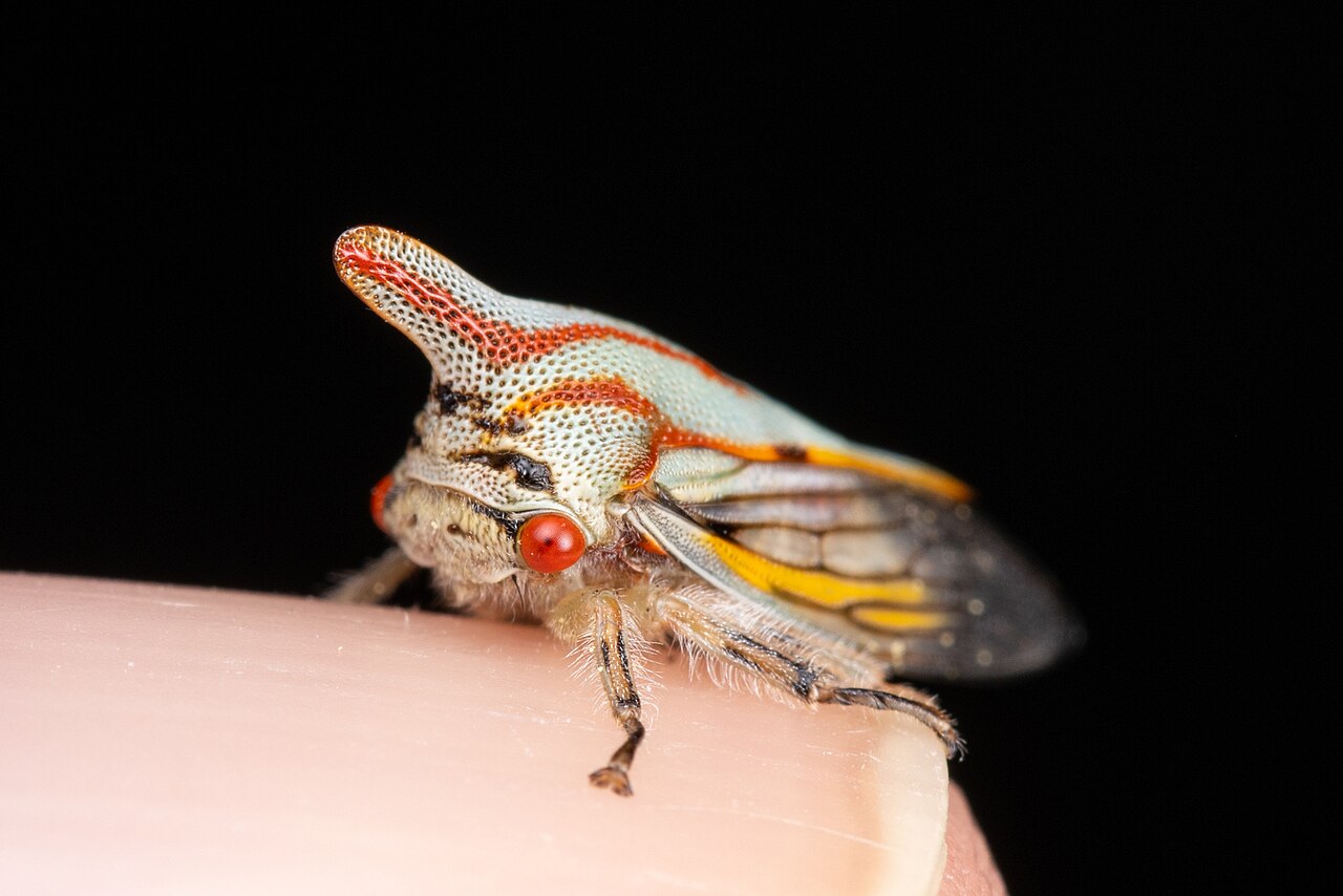 Platycotis vittatus reference