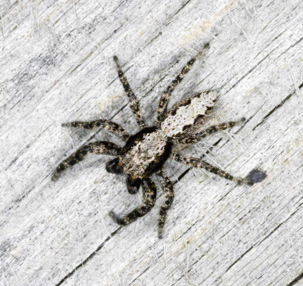 California Flattened Jumping Spider reference