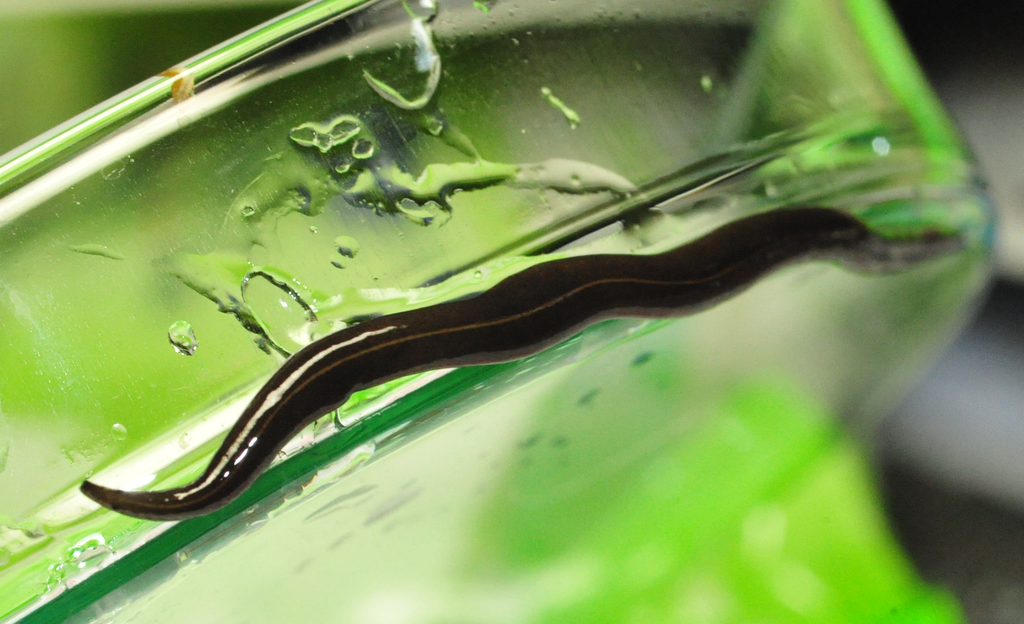 New Guinea Flatworm reference