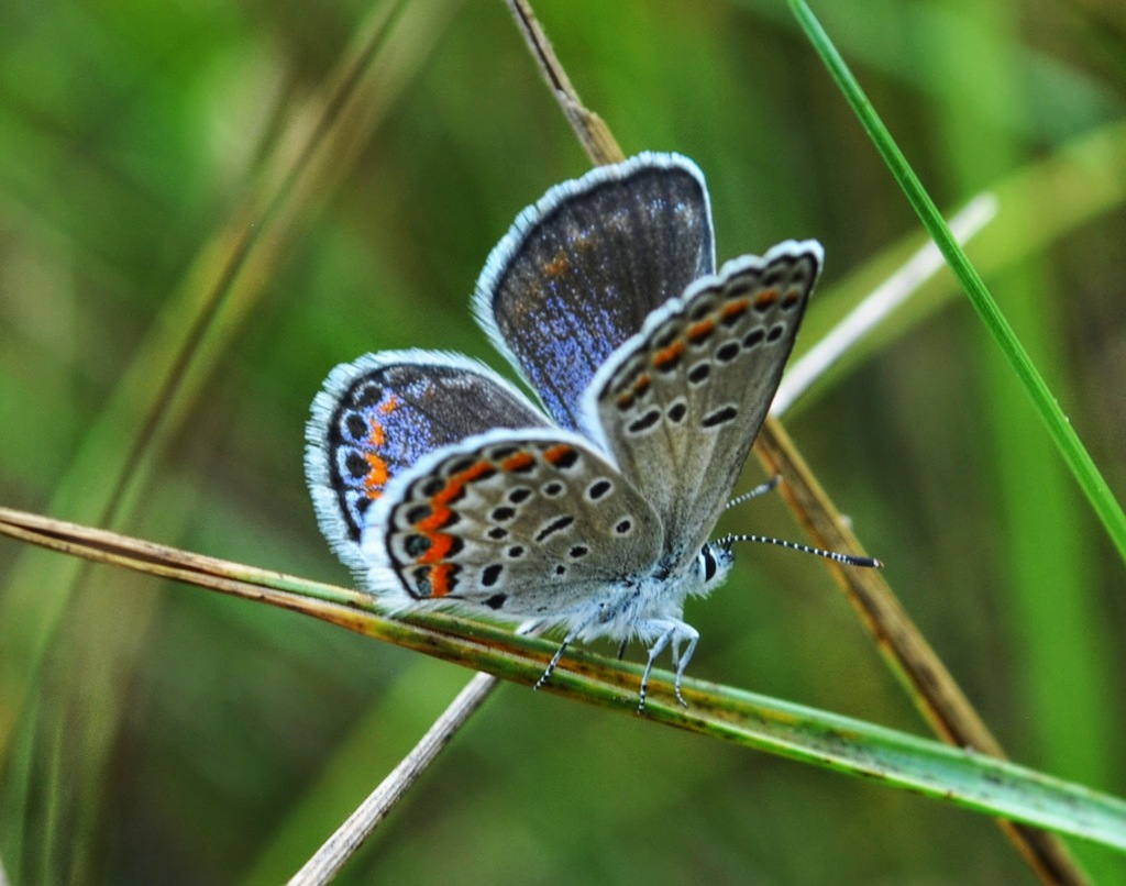 Karner Blue reference