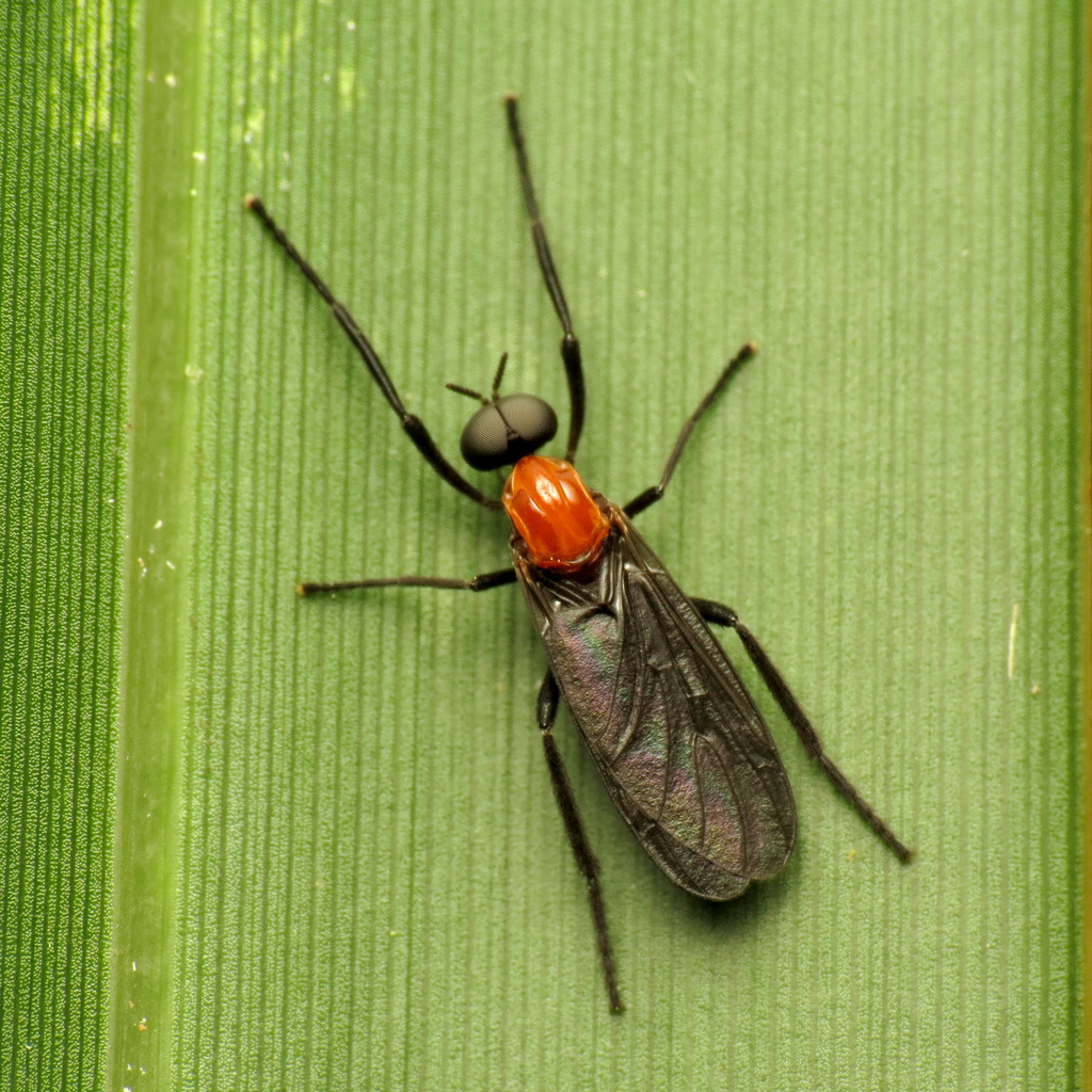 Common Lovebug reference