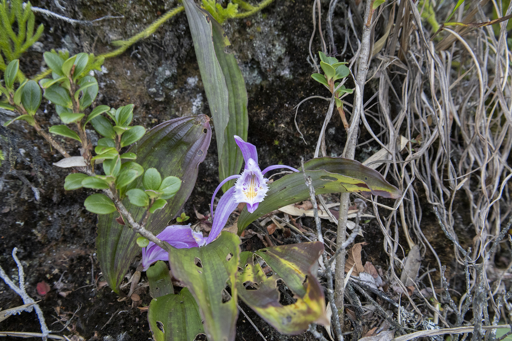 Pleione praecox reference