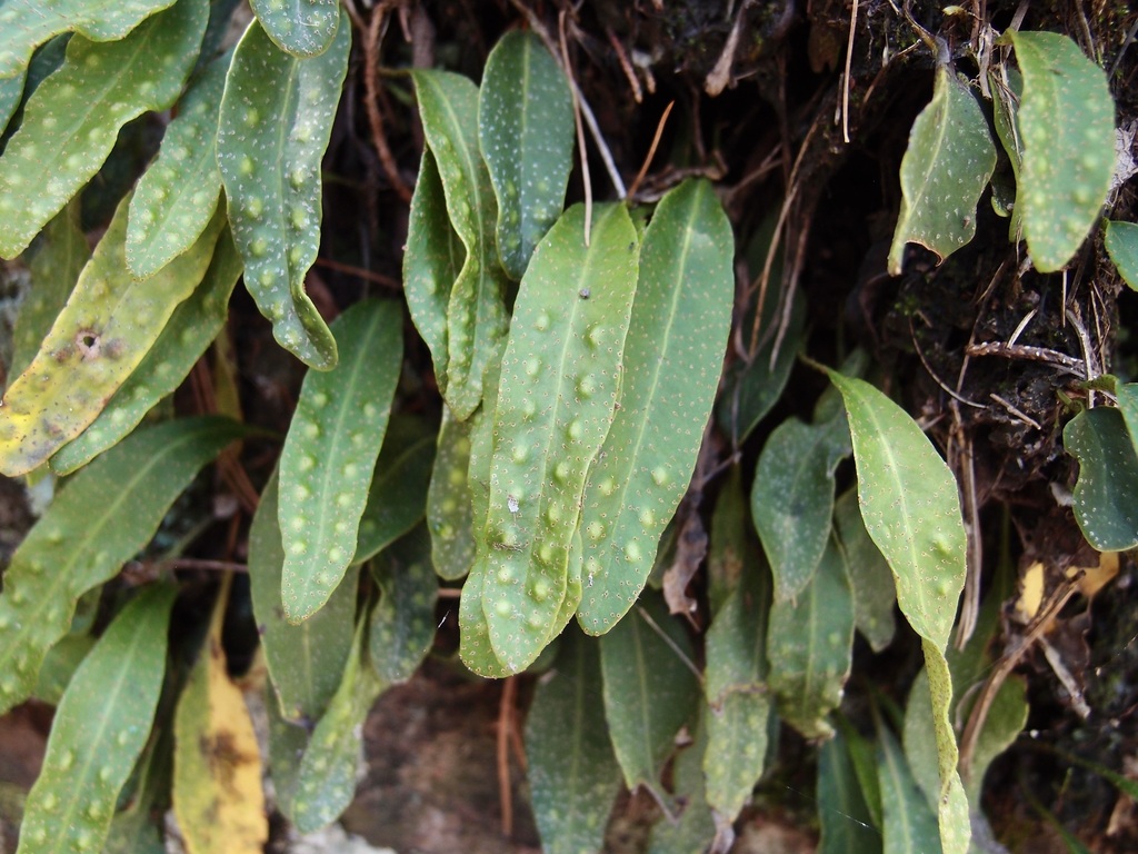 Pleopeltis polylepis reference
