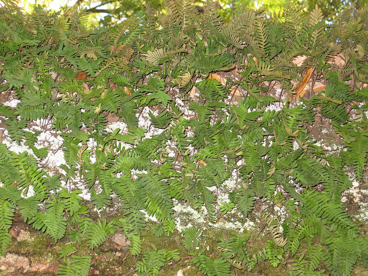 Pleopeltis polypodioides reference