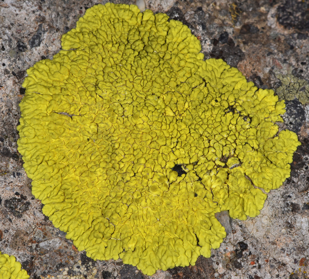 Gold Cobblestone Lichen reference