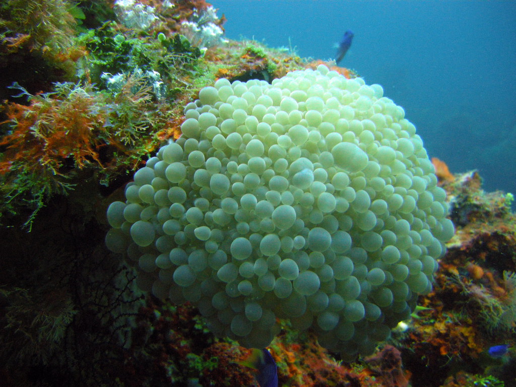 Bubble Coral reference