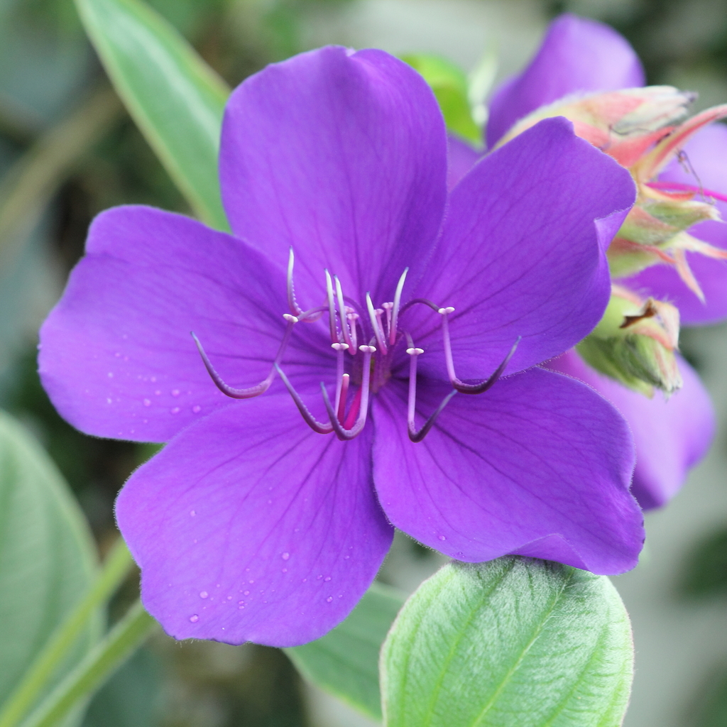 Glory Bush reference
