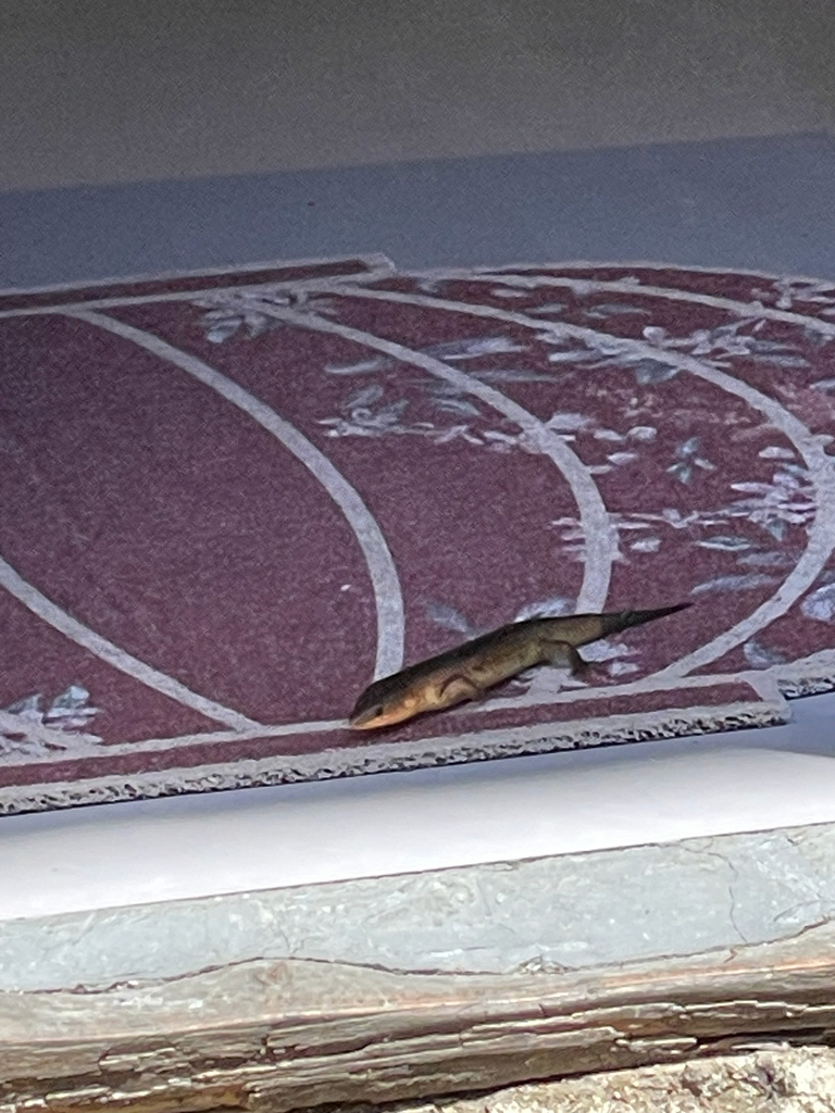 Chinese Skink reference