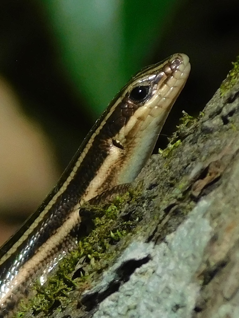 Common Five-lined Skink reference