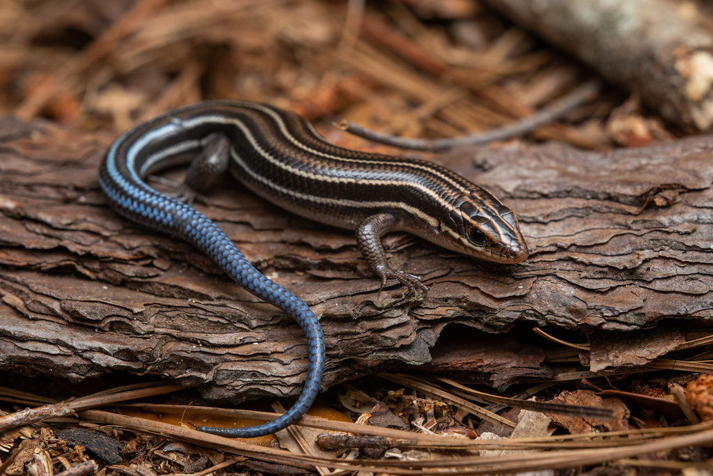 Southeastern Five-lined Skink reference
