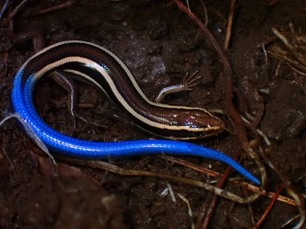Western Skink reference