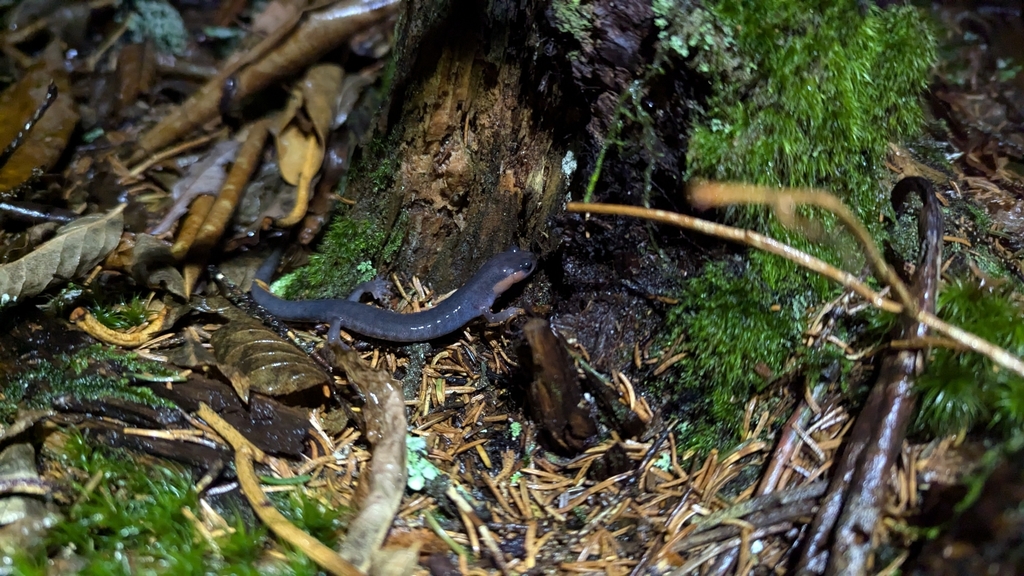 Red-cheeked Salamander reference