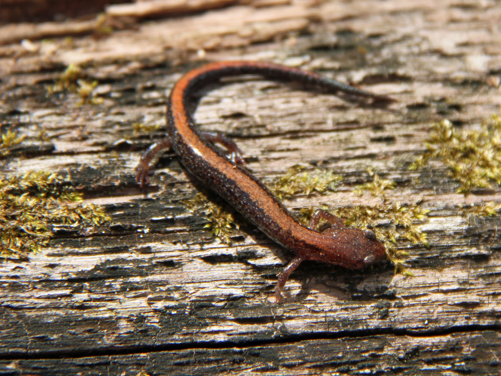 Southern Red-backed Salamander reference