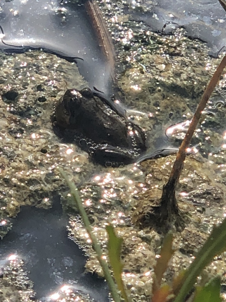 Chilean Four-eyed Frog reference