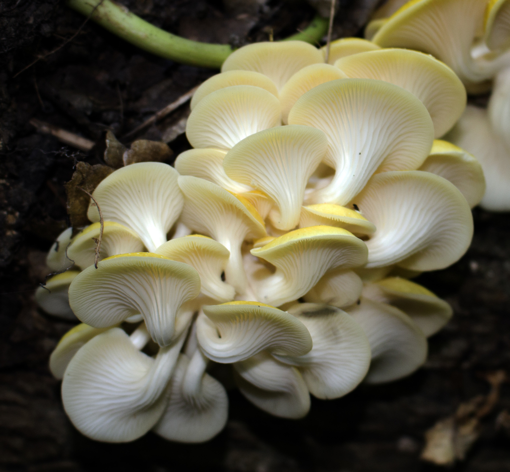 Golden Oyster Mushroom reference