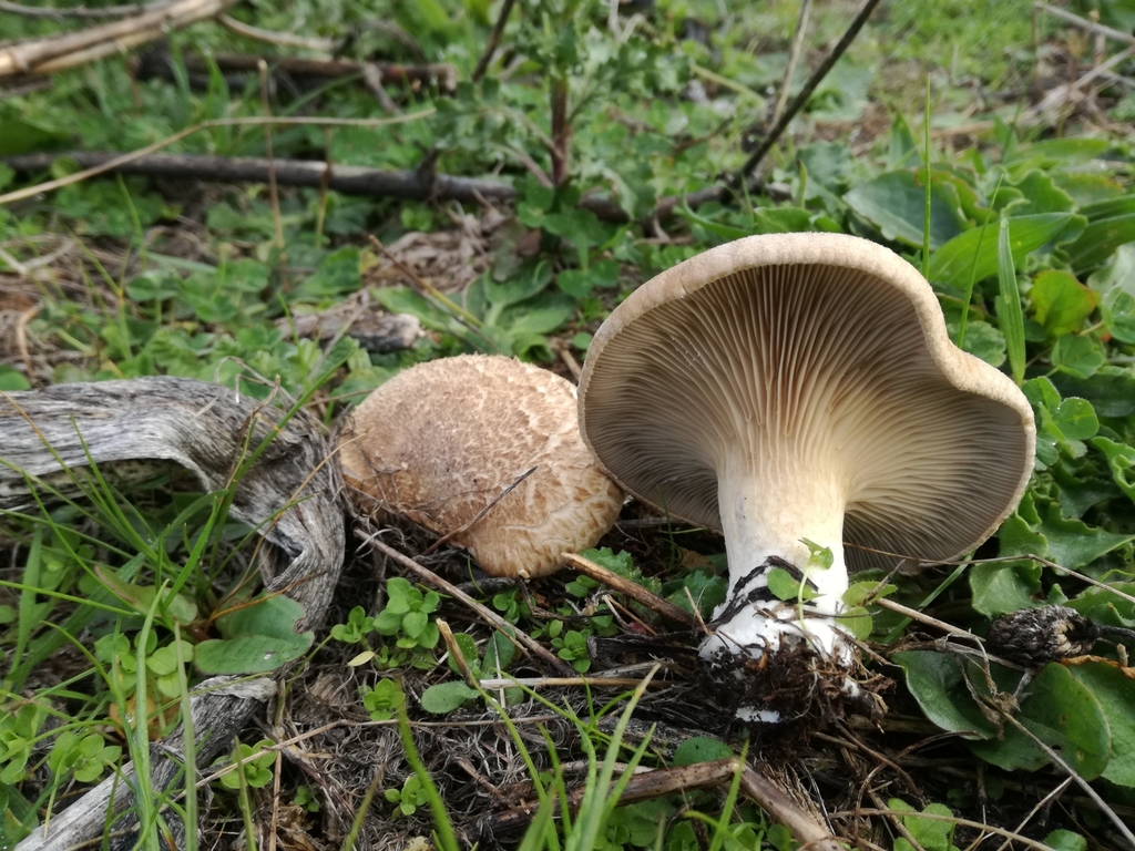 King Oyster Mushroom reference