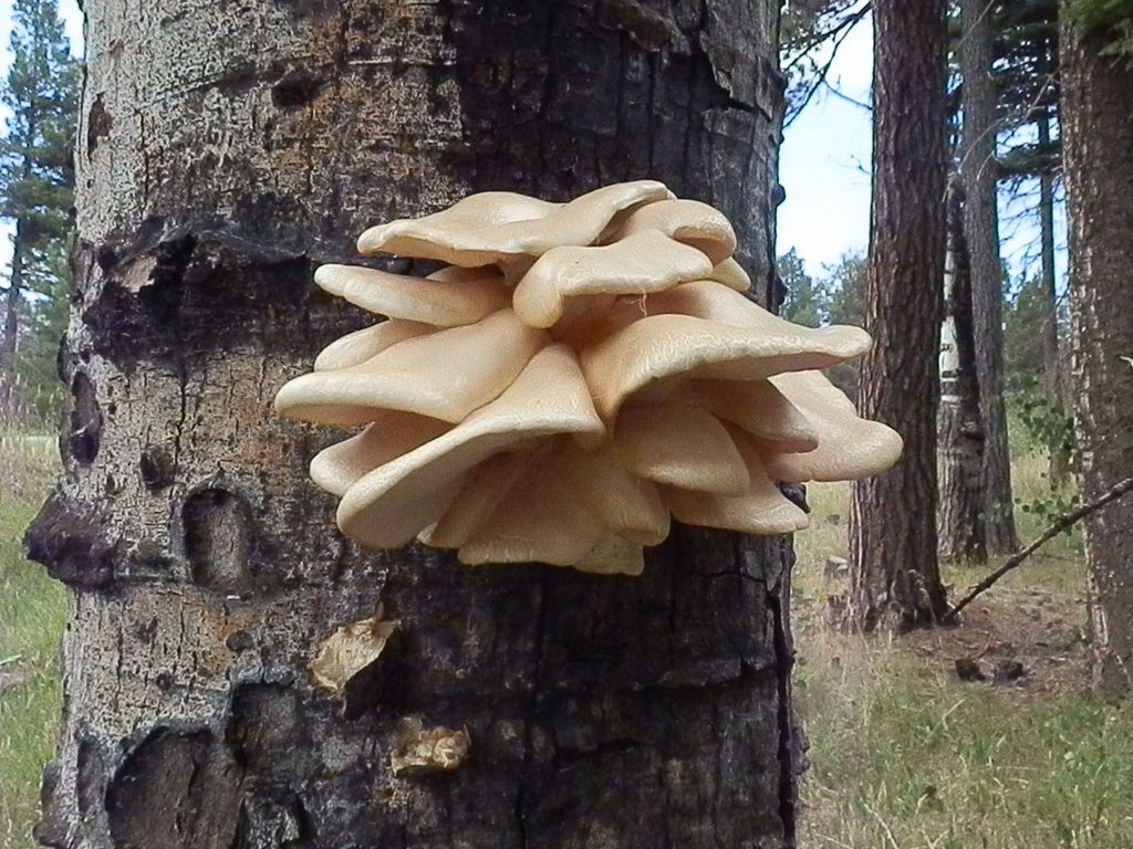 aspen oyster mushroom reference