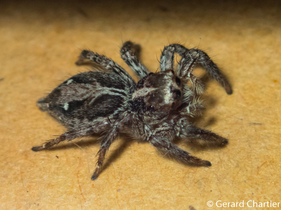 Pantropical Jumping Spider reference