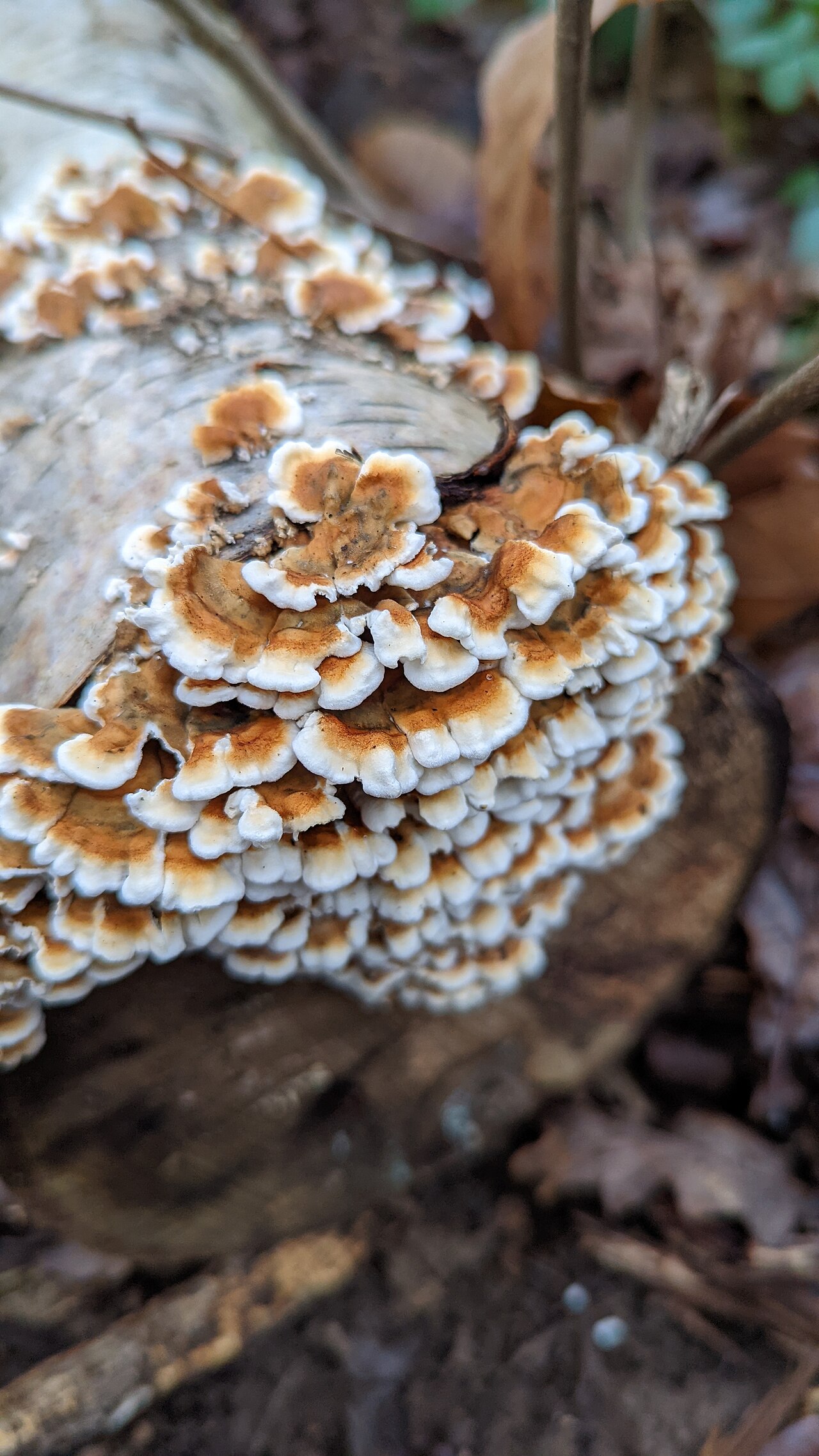 Plicaturopsis crispa reference
