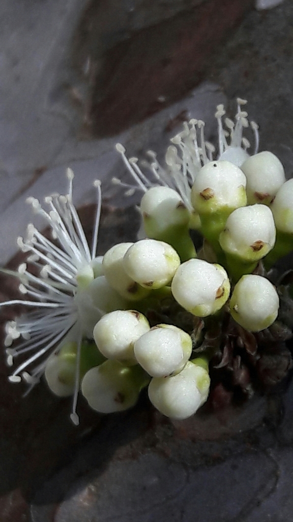 Jaboticaba reference