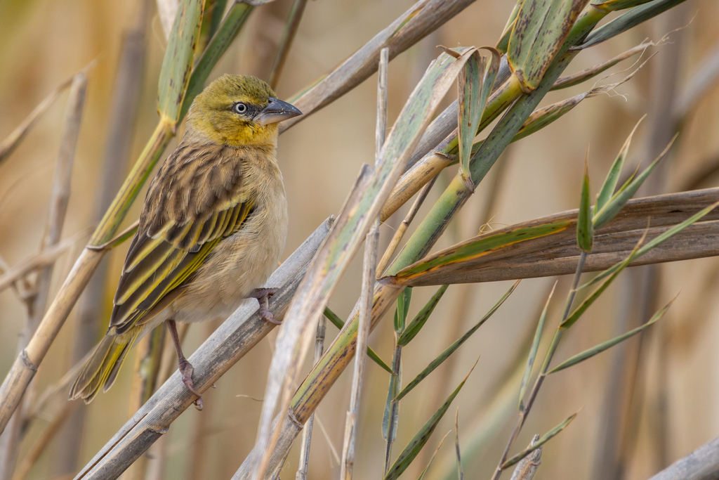 Black-headed Weaver reference