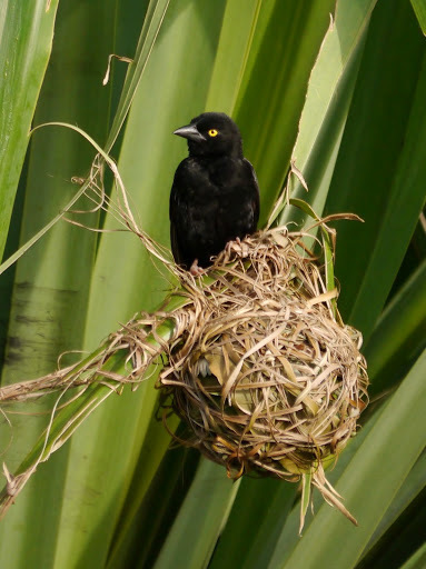 Vieillot's Black Weaver reference