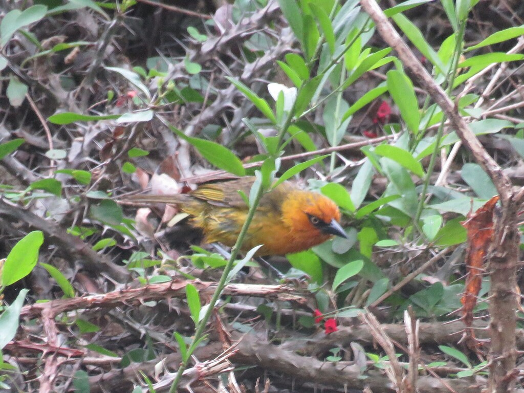 Spectacled Weaver reference