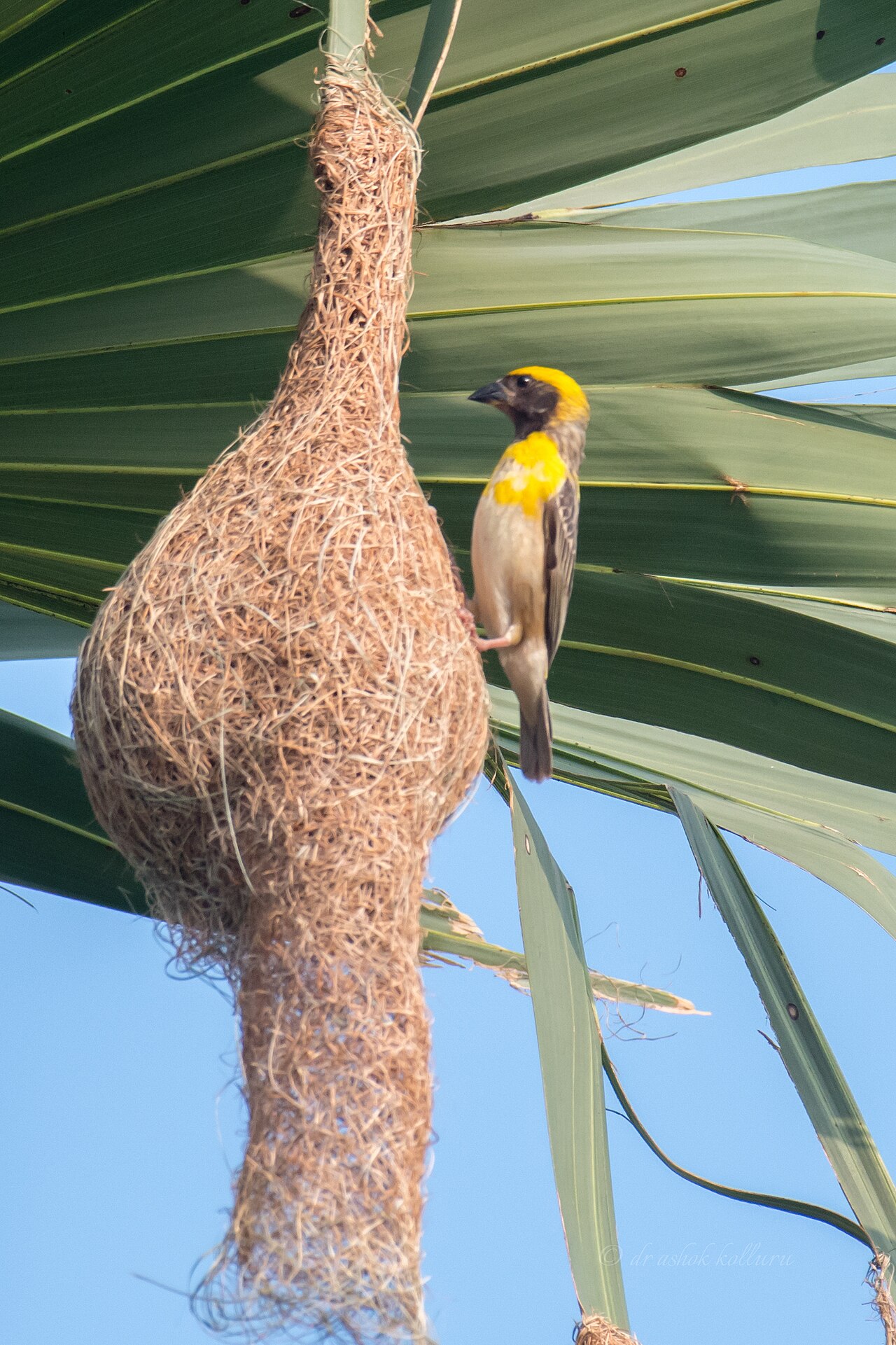 Baya Weaver reference