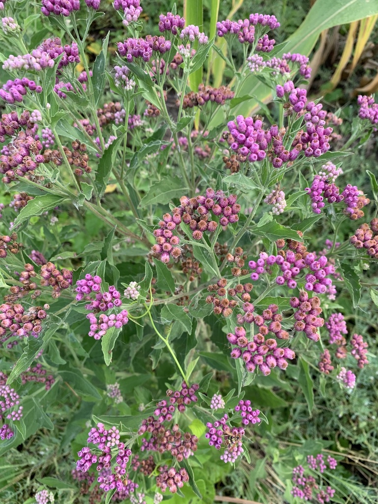 Marsh Fleabane reference