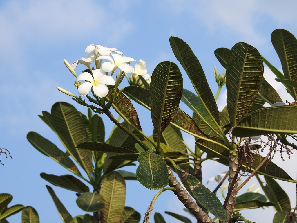 Singapore Graveyard Flower reference