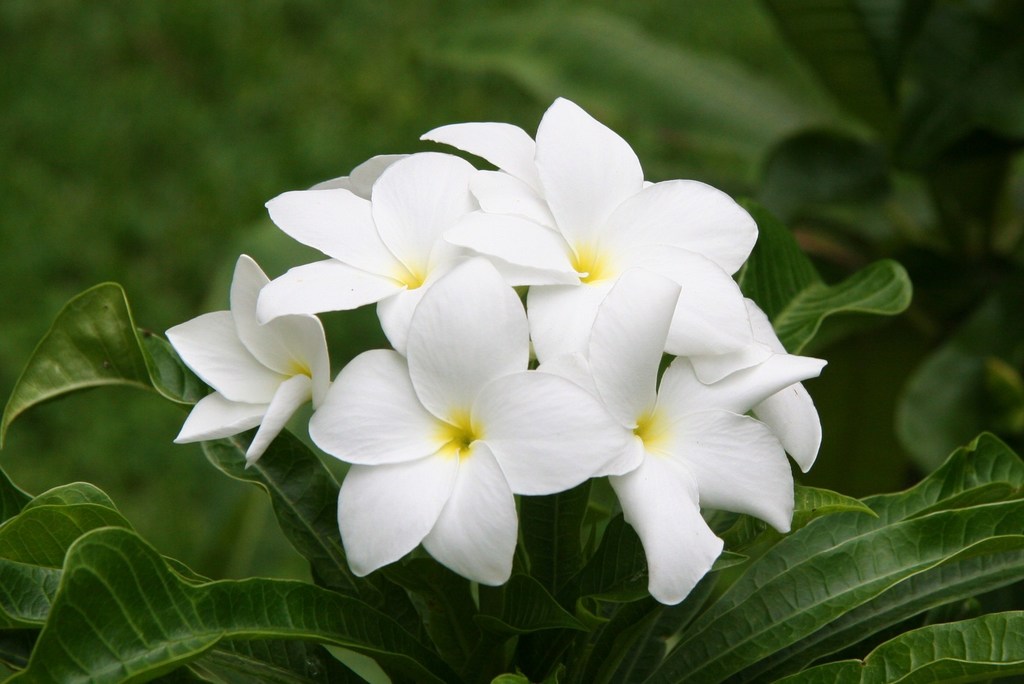 Hammerleaf Frangipani reference
